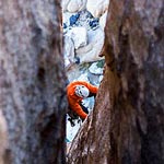 rock climber
