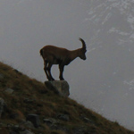 mountain goat