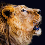 lion's head