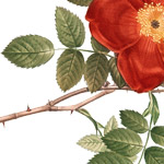 rose and thorns