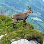Goat overlooking valley