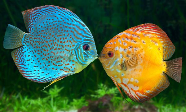 Two fishes